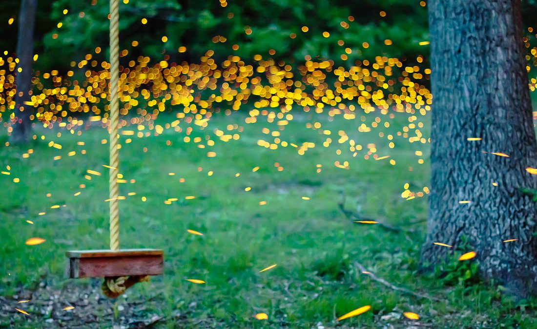 fireflies long exposure
