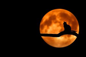 cat silhouette against full moon spooky reading recs blog header