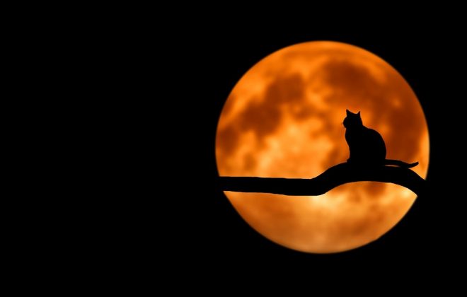 cat silhouette against full moon spooky reading recs blog header