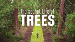 Poster of "The Secret Life of Trees"
